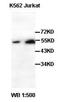 Solute Carrier Family 1 Member 1 antibody, orb77141, Biorbyt, Western Blot image 