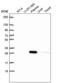 Homeobox protein Nkx-2.5 antibody, NBP2-57744, Novus Biologicals, Western Blot image 