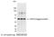 VSV-G epitope tag antibody, NB100-2485, Novus Biologicals, Western Blot image 