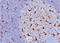 CD68 Molecule antibody, AM50247PU-T, Origene, Immunohistochemistry paraffin image 