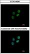 Zwilch Kinetochore Protein antibody, GTX116281, GeneTex, Immunocytochemistry image 