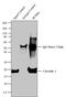 Caveolin 1 antibody, PA1-064, Invitrogen Antibodies, Immunoprecipitation image 