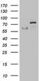 2'-5'-Oligoadenylate Synthetase 2 antibody, TA802771S, Origene, Western Blot image 