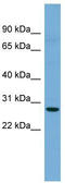 Claudin 3 antibody, TA329542, Origene, Western Blot image 
