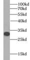 H12 antibody, FNab03883, FineTest, Western Blot image 