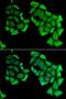 C4b-binding protein beta chain antibody, LS-C334661, Lifespan Biosciences, Immunofluorescence image 