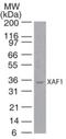 XIAP Associated Factor 1 antibody, NB100-56355, Novus Biologicals, Western Blot image 