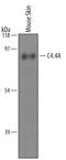 LY6/PLAUR Domain Containing 3 antibody, PA5-48085, Invitrogen Antibodies, Western Blot image 