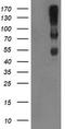 Complement C1r subcomponent antibody, TA800085, Origene, Western Blot image 