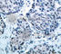 Mitogen-Activated Protein Kinase Kinase 4 antibody, AP0391, ABclonal Technology, Immunohistochemistry paraffin image 