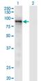 RAS P21 Protein Activator 3 antibody, MA5-21351, Invitrogen Antibodies, Western Blot image 