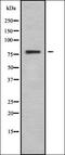 Cyclic Nucleotide Gated Channel Alpha 3 antibody, orb338215, Biorbyt, Western Blot image 