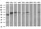 Formimidoyltransferase Cyclodeaminase antibody, M05499-3, Boster Biological Technology, Western Blot image 