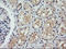 Conserved oligomeric Golgi complex subunit 6 antibody, LS-C337878, Lifespan Biosciences, Immunohistochemistry paraffin image 