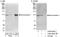 EXO1 antibody, A302-639A, Bethyl Labs, Immunoprecipitation image 