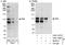 Promyelocytic Leukemia antibody, A301-168A, Bethyl Labs, Immunoprecipitation image 