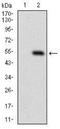 DRP1 antibody, NBP2-37309, Novus Biologicals, Western Blot image 