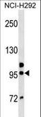 Golgin A6 Family Member B antibody, LS-C159753, Lifespan Biosciences, Western Blot image 