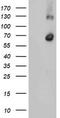 RNA Binding Motif Protein 46 antibody, LS-C337687, Lifespan Biosciences, Western Blot image 