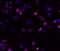 Survivin antibody, 14-9176-82, Invitrogen Antibodies, Immunocytochemistry image 