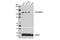 Cadherin 11 antibody, 13577S, Cell Signaling Technology, Western Blot image 