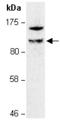 ZFP281 antibody, orb66922, Biorbyt, Western Blot image 