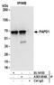 Poly(A) RNA polymerase, mitochondrial antibody, A303-904A, Bethyl Labs, Immunoprecipitation image 
