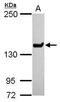 Lysine-specific demethylase 5C antibody, PA5-29079, Invitrogen Antibodies, Western Blot image 