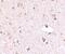 DNA-directed RNA polymerase III subunit RPC6 antibody, A12720, Boster Biological Technology, Immunohistochemistry frozen image 