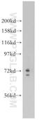 Coiled-Coil Domain Containing 28A antibody, 14807-1-AP, Proteintech Group, Western Blot image 