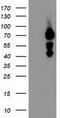 Katanin p80 WD40-containing subunit B1 antibody, LS-C173407, Lifespan Biosciences, Western Blot image 
