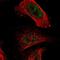 Phosphodiesterase 1A antibody, NBP1-86009, Novus Biologicals, Immunocytochemistry image 