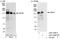 Ubiquitin carboxyl-terminal hydrolase 47 antibody, A301-048A, Bethyl Labs, Immunoprecipitation image 