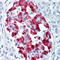 Islet Amyloid Polypeptide antibody, SM1341, Origene, Immunohistochemistry paraffin image 