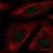  antibody, NBP2-56771, Novus Biologicals, Immunofluorescence image 