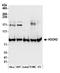 Hook Microtubule Tethering Protein 3 antibody, A304-906A, Bethyl Labs, Western Blot image 