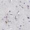 MAP6 Domain Containing 1 antibody, PA5-58199, Invitrogen Antibodies, Immunohistochemistry frozen image 