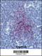 SUMO Specific Peptidase 1 antibody, 56-338, ProSci, Immunofluorescence image 
