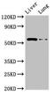 CCZ1 Homolog, Vacuolar Protein Trafficking And Biogenesis Associated antibody, orb52410, Biorbyt, Western Blot image 