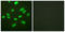 Histone Cluster 4 H4 antibody, LS-B7721, Lifespan Biosciences, Immunofluorescence image 