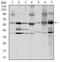 SRC-1 antibody, MA5-15924, Invitrogen Antibodies, Western Blot image 
