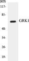 G Protein-Coupled Receptor Kinase 1 antibody, EKC1251, Boster Biological Technology, Western Blot image 