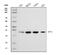 Replication Protein A2 antibody, M02067-2, Boster Biological Technology, Western Blot image 