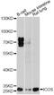 Inducible T Cell Costimulator antibody, MBS126393, MyBioSource, Western Blot image 