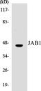 COP9 Signalosome Subunit 3 antibody, EKC1314, Boster Biological Technology, Western Blot image 