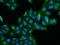 Bet1 Golgi Vesicular Membrane Trafficking Protein Like antibody, 206192-T02, Sino Biological, Immunohistochemistry frozen image 
