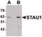 Double-stranded RNA-binding protein Staufen homolog 1 antibody, PA5-21038, Invitrogen Antibodies, Western Blot image 