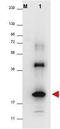 Egg white lysozyme antibody, orb344975, Biorbyt, Western Blot image 