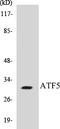 Activating Transcription Factor 5 antibody, EKC1043, Boster Biological Technology, Western Blot image 
