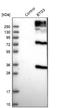 Protein BTG3 antibody, NBP1-89098, Novus Biologicals, Western Blot image 